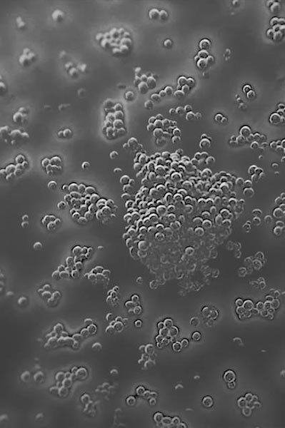 laroche posay aloitussivu mikrobiomitiede bakteerit 1